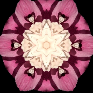 Purple Flower