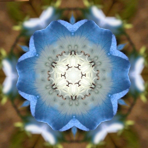 Blue Flower