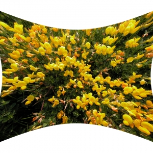 Scotch Broom