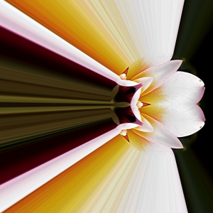 Plumeria