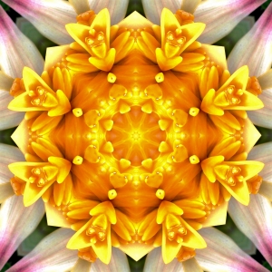 Heliconia