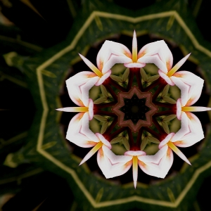 Plumeria
