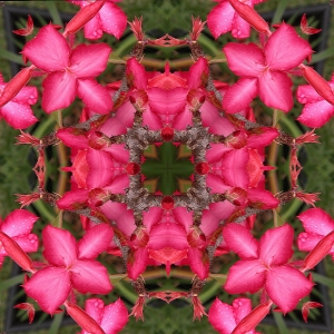 Desert Rose