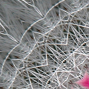 Cactus Flowers