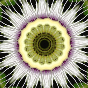 Passion Flower