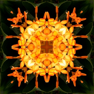 Orange Flower