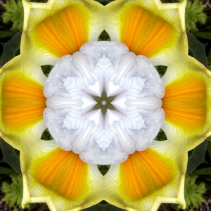 Yellow and White Iris