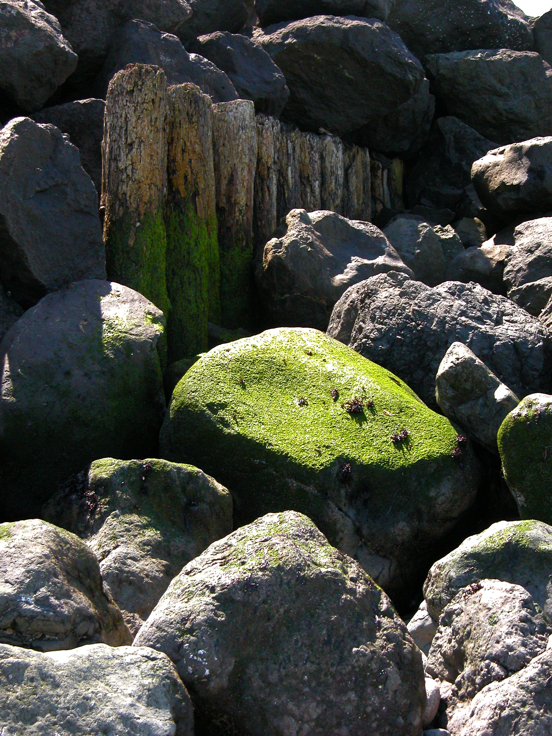 Tidal Rocks, Point Wilson