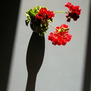 Geranium