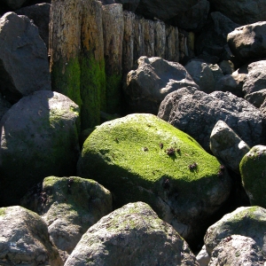 Tidal Rocks, Point Wilson