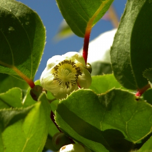 Kiwi Fruit