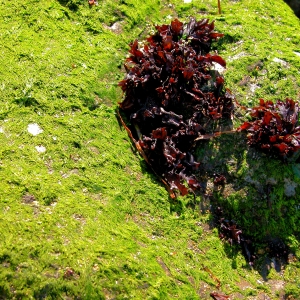 Tidal Rocks, Point Wilson