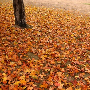 Fall Leaves