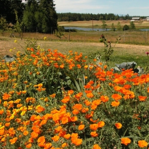 Poppies, Port Townsend