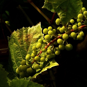 Grapes