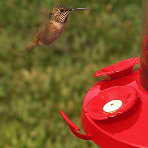 Rufous Hummingbird