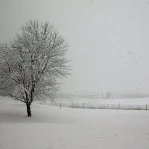 Tree in Snow