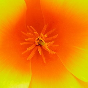 California Poppy