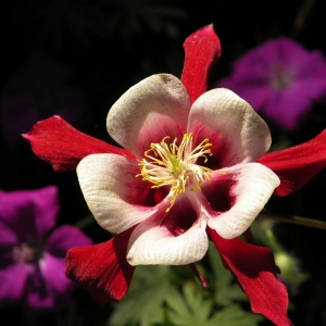 Columbine