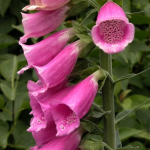 Foxglove