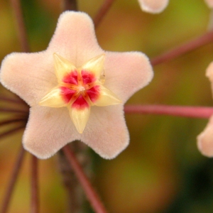 Fuzzy Flower