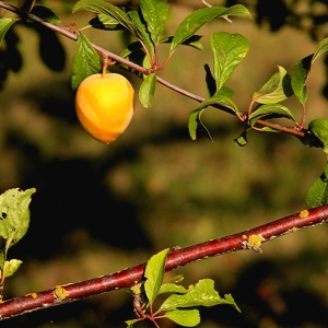 Yellow Plum