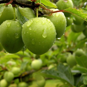 Green Plums