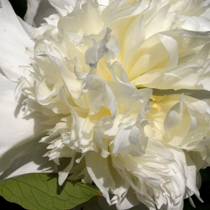 Peony