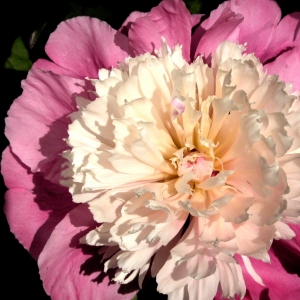 Peony