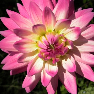 Pink Dahlia