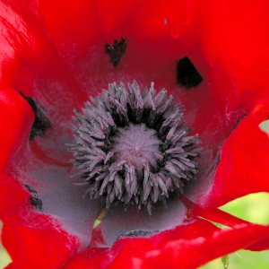 Poppy