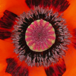 Poppy