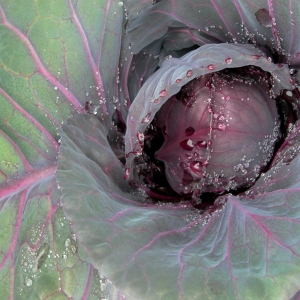 Red Cabbage