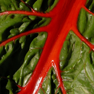 Red Chard