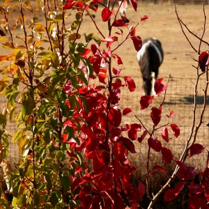 Red Leaves with Horse