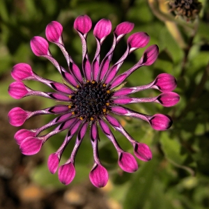 Chrysanthemum