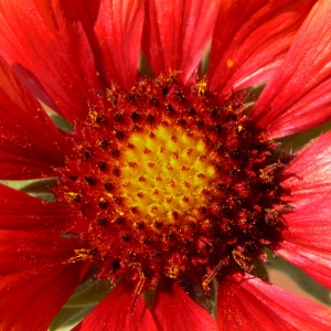 Taos Flower