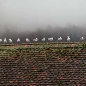 Seagulls on Obereschleuse Bridge, Thun