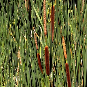 Bullrushes, Chesham Bois