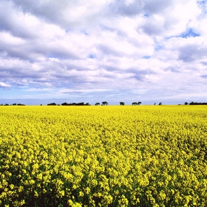 Rape Field