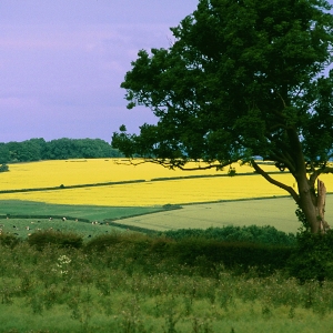 Rape Field