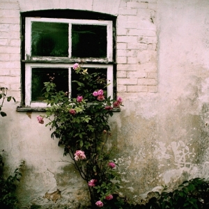 Roses on wall