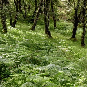 Ferns in Glen Nant