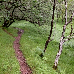 Trails in Glen Nant