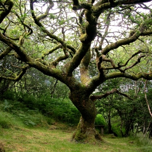 Oak, Crinan Woods
