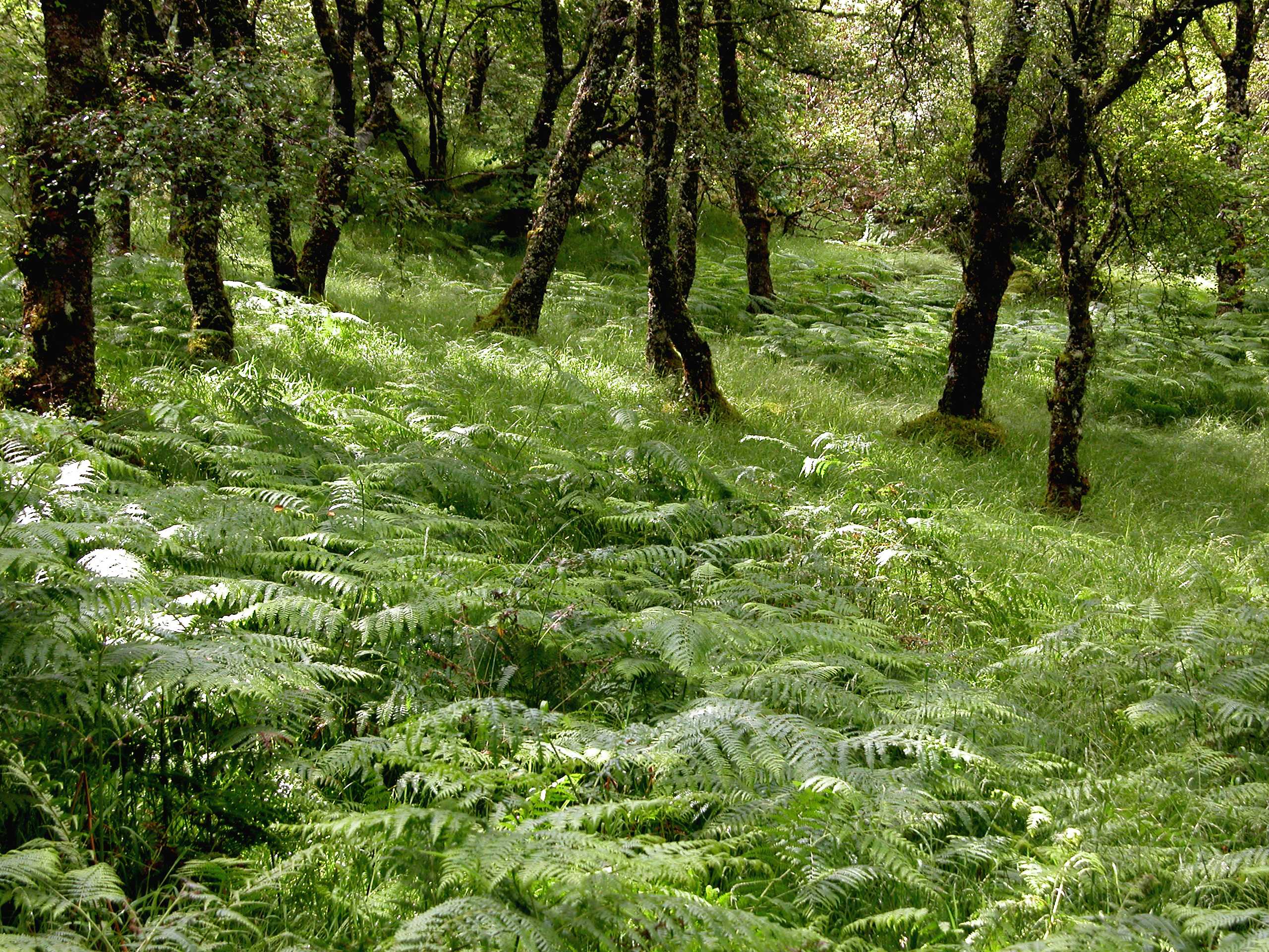 Ferns in Glen Nant