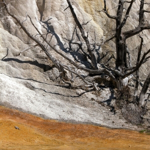 Orange Spring Mound, Yellowstone