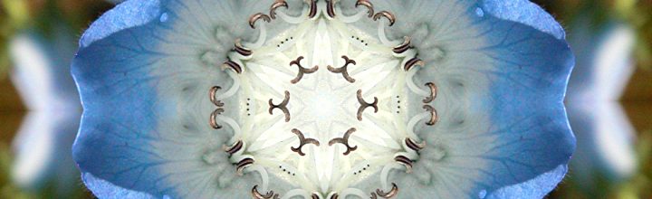 Botanical Kaleidoscopes